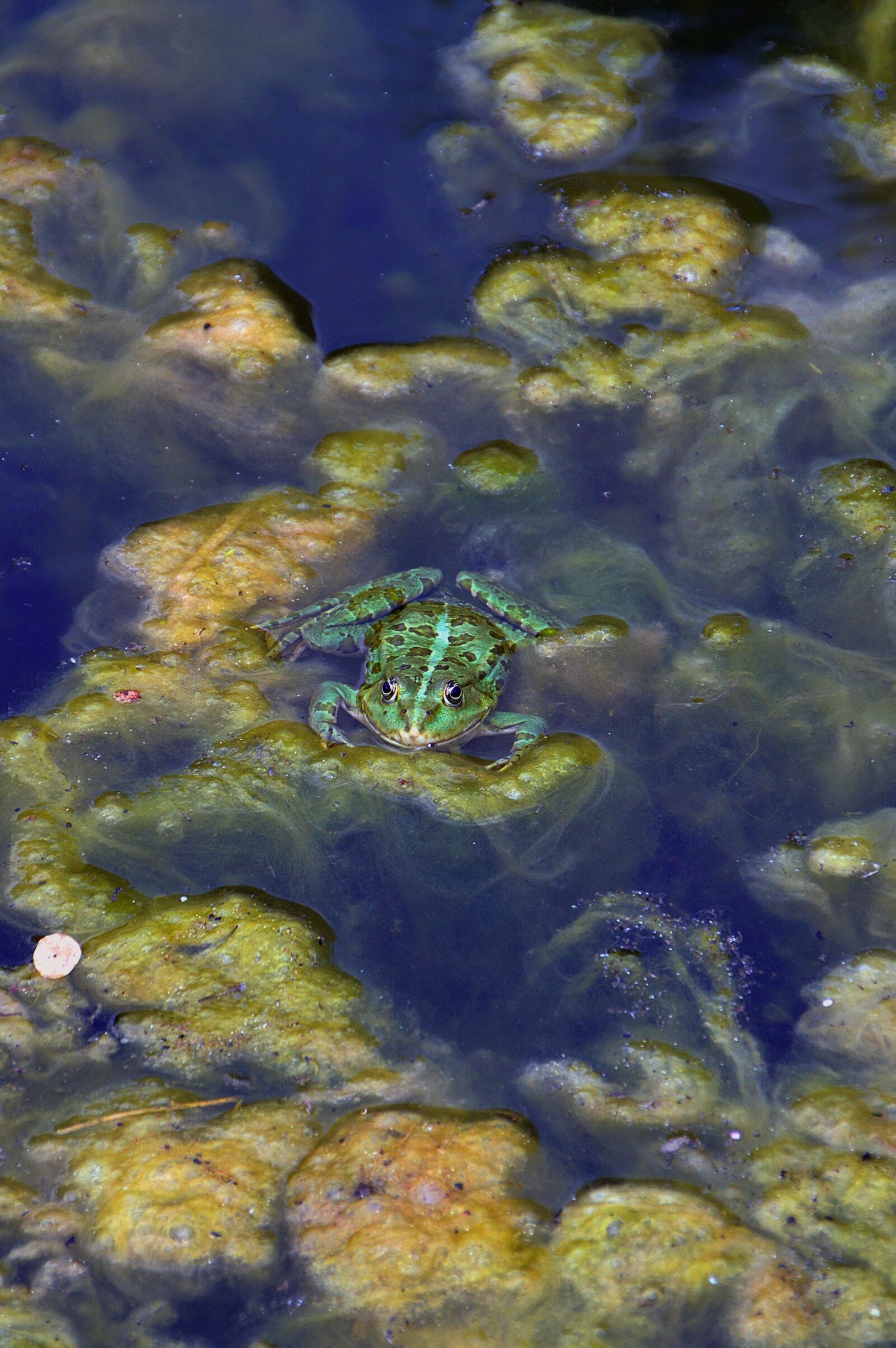 Nikon D3200 sample photo. Reptile, frog, lake photography