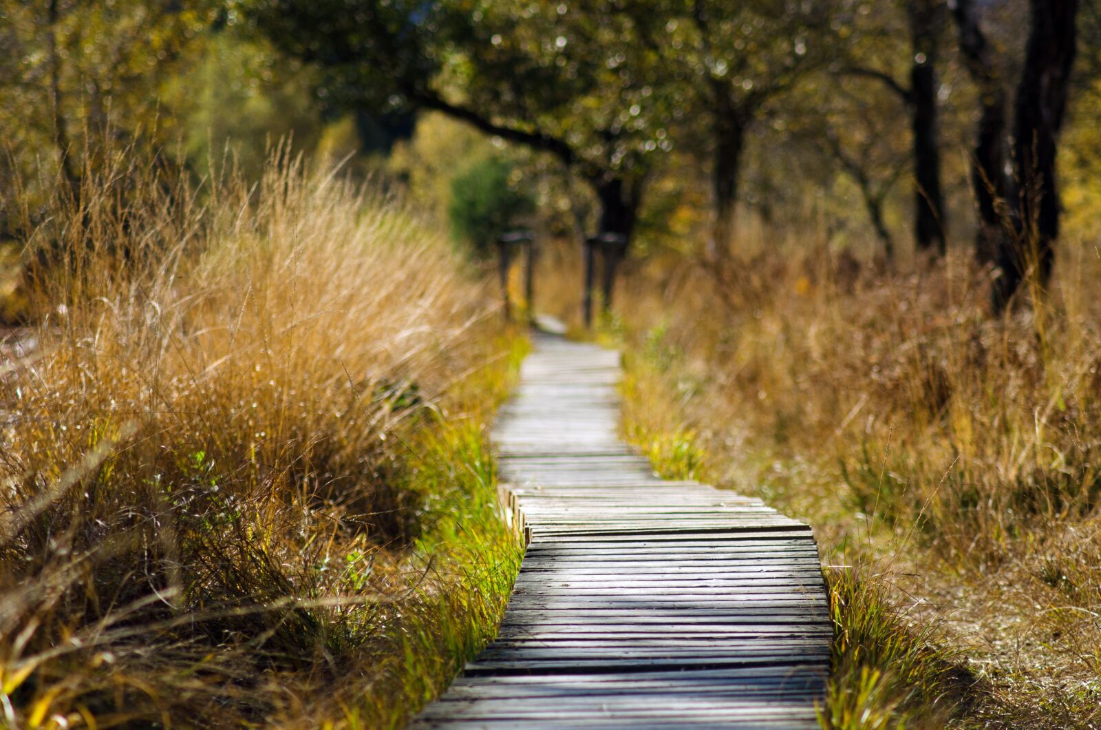 Nikon D5100 sample photo. Wooden track, web, away photography