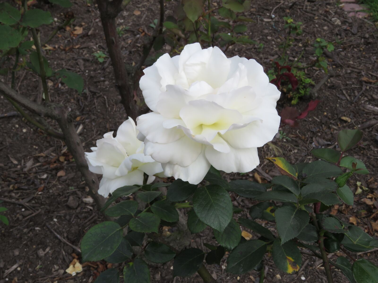 Canon PowerShot SX60 HS sample photo. Flower, plant, garden photography