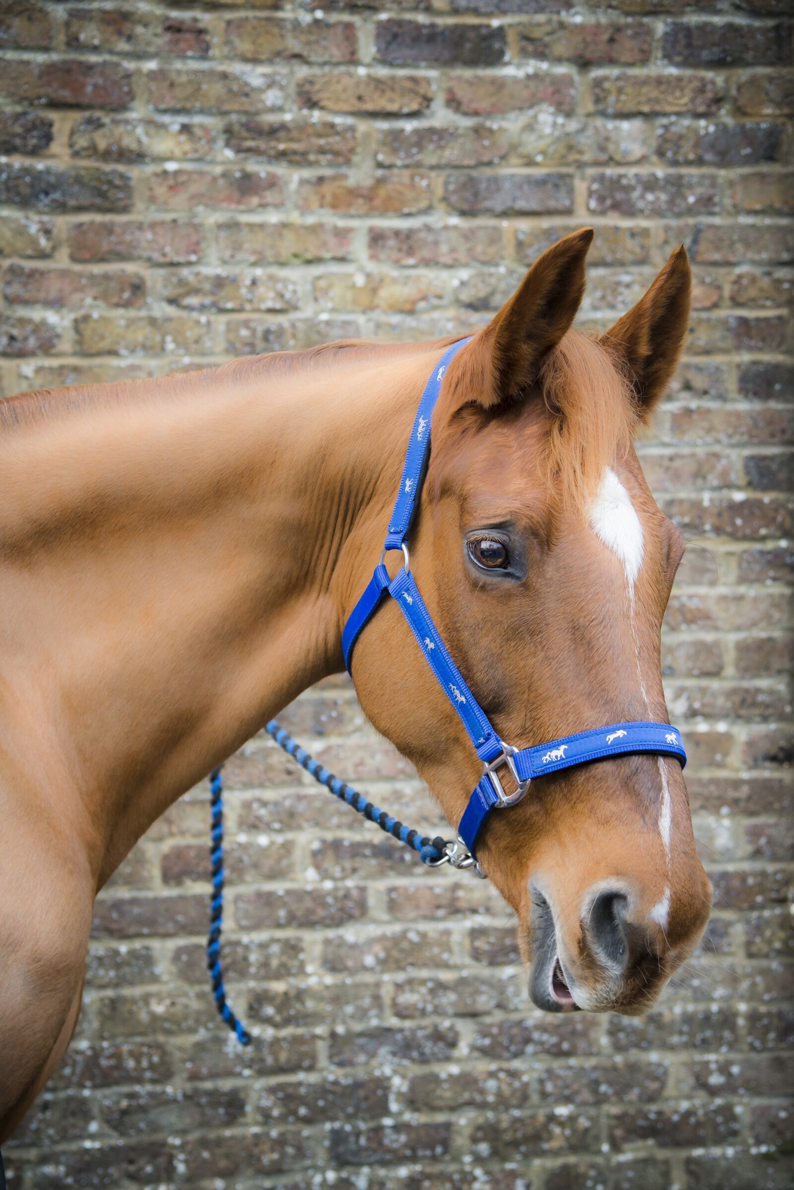 Nikon D800 sample photo. Horse, irish horse, ireland photography