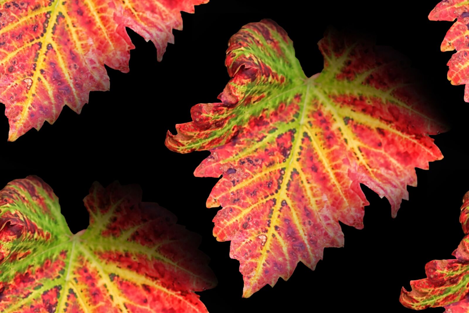 Canon EOS 1100D (EOS Rebel T3 / EOS Kiss X50) sample photo. Vine leaves, fall color photography