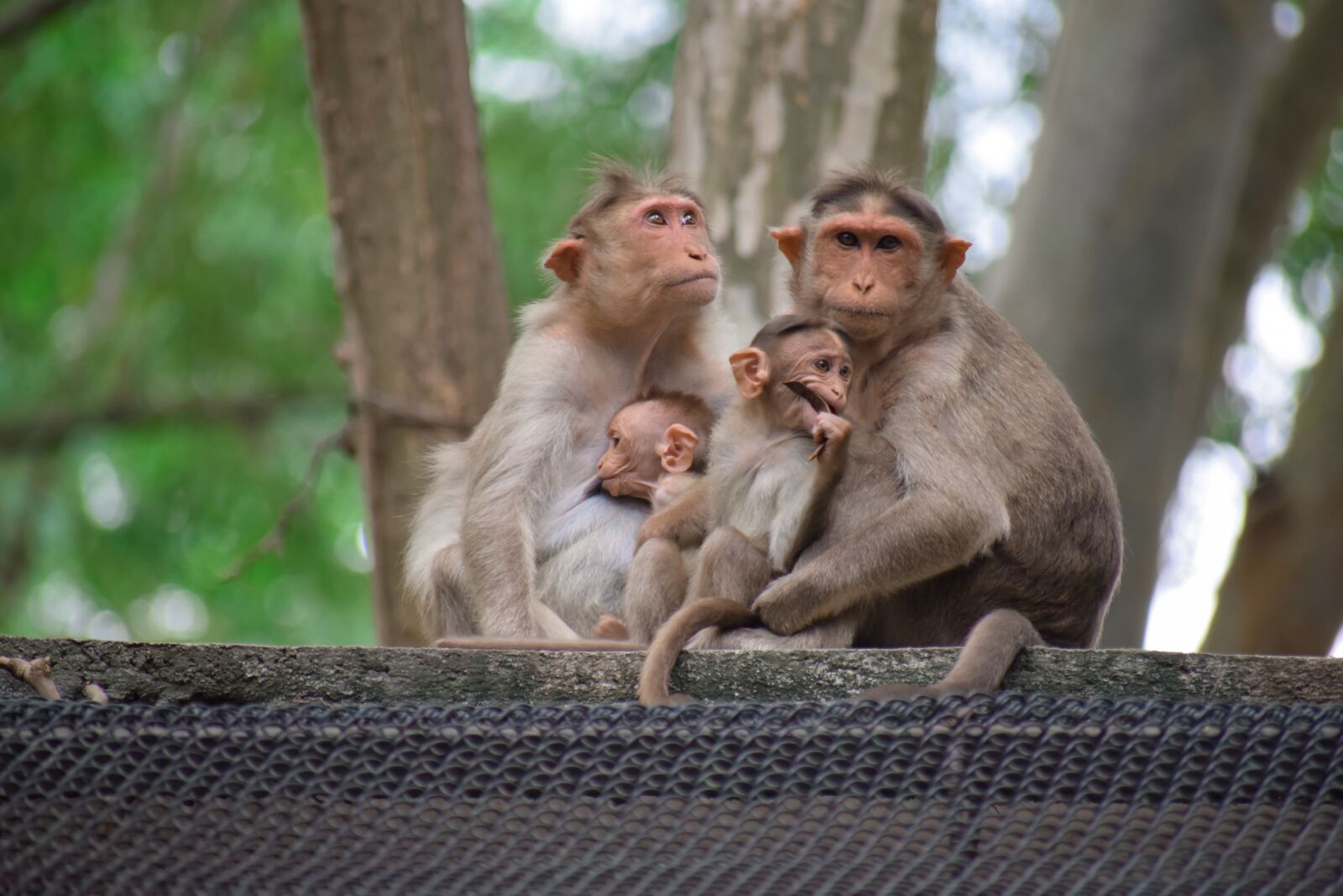 Nikon D5300 sample photo. Monkeys, monkey family, family photography