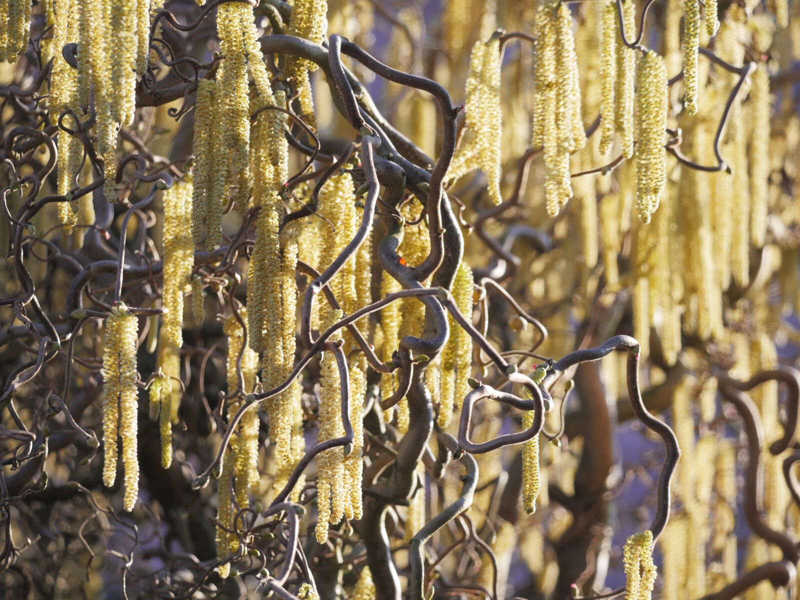 Panasonic Lumix DMC-GX8 sample photo. Lamb's tail, heyday, corkscrew photography