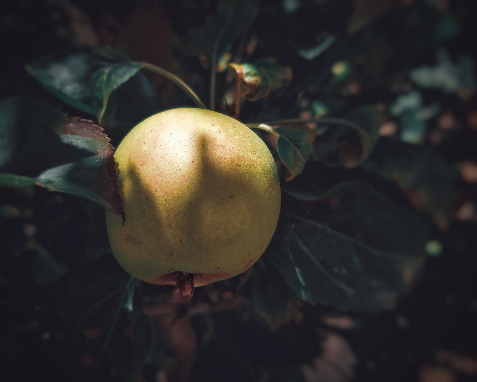 Samsung Galaxy S10+ sample photo. Apple, fruit, food photography