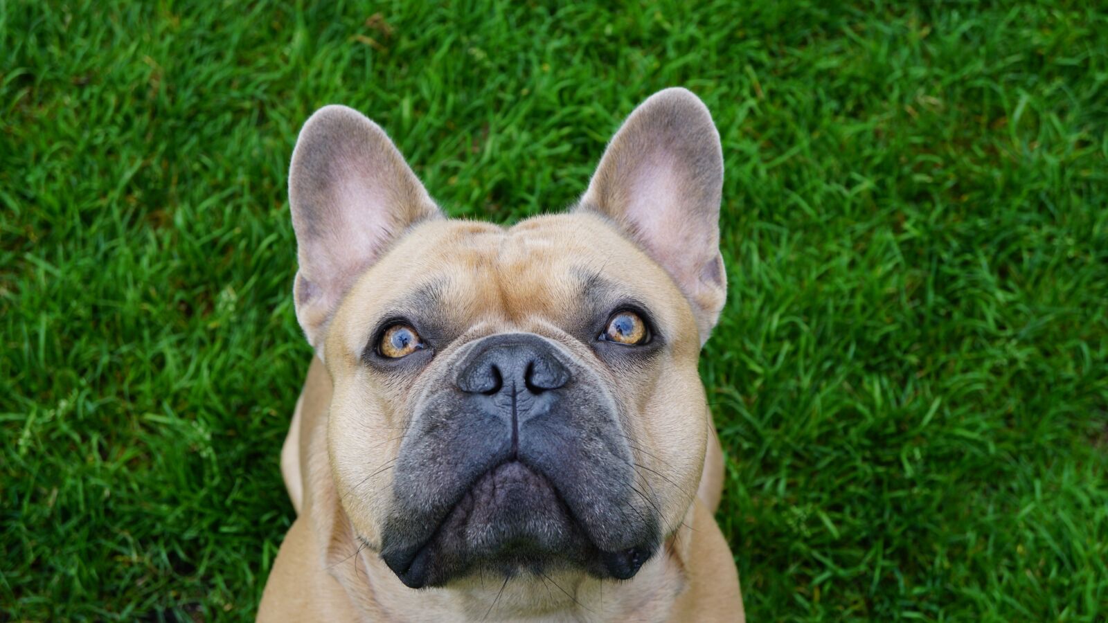 Sony E 30mm F3.5 Macro sample photo. Background, green, french bulldog photography