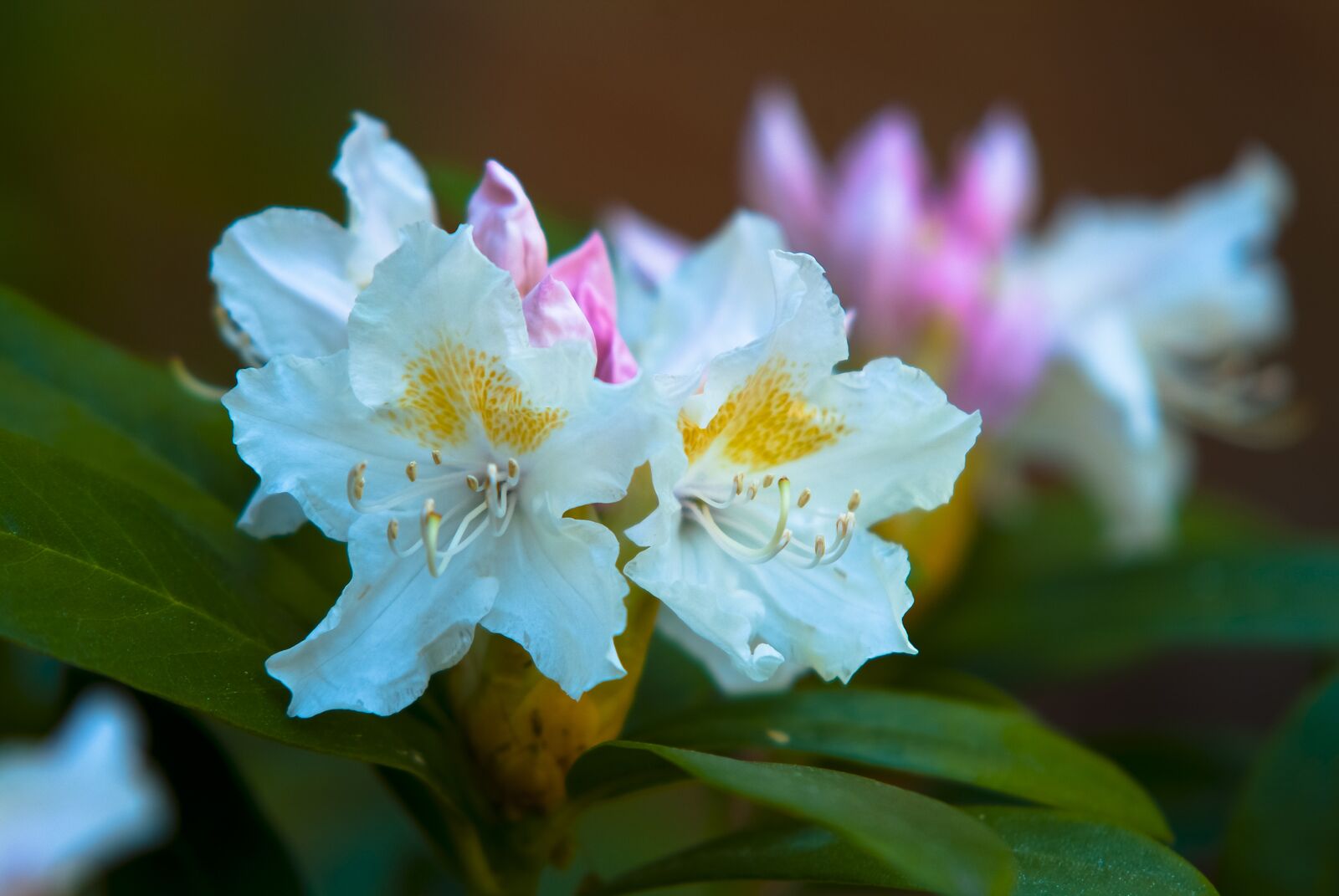 Fujifilm FinePix S3 Pro sample photo. Nature, flower, plant photography