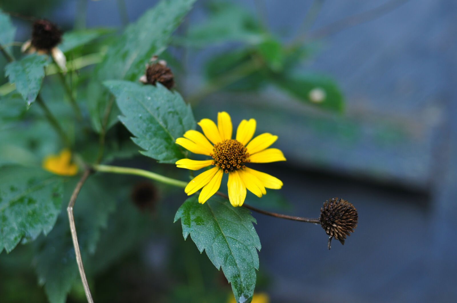 Nikon D90 sample photo