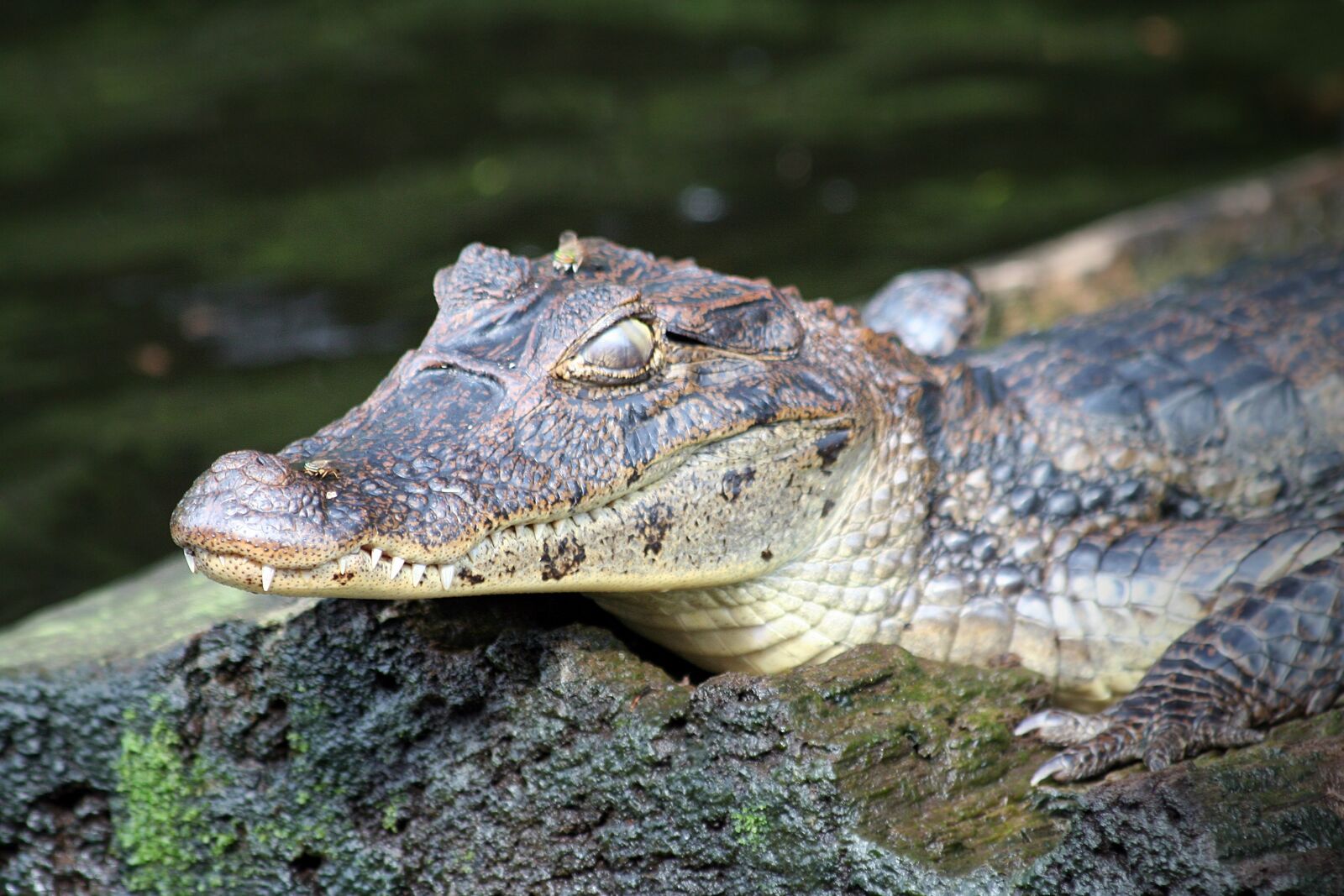 Canon EOS 350D (EOS Digital Rebel XT / EOS Kiss Digital N) sample photo. Animals, crocodile, reptile photography