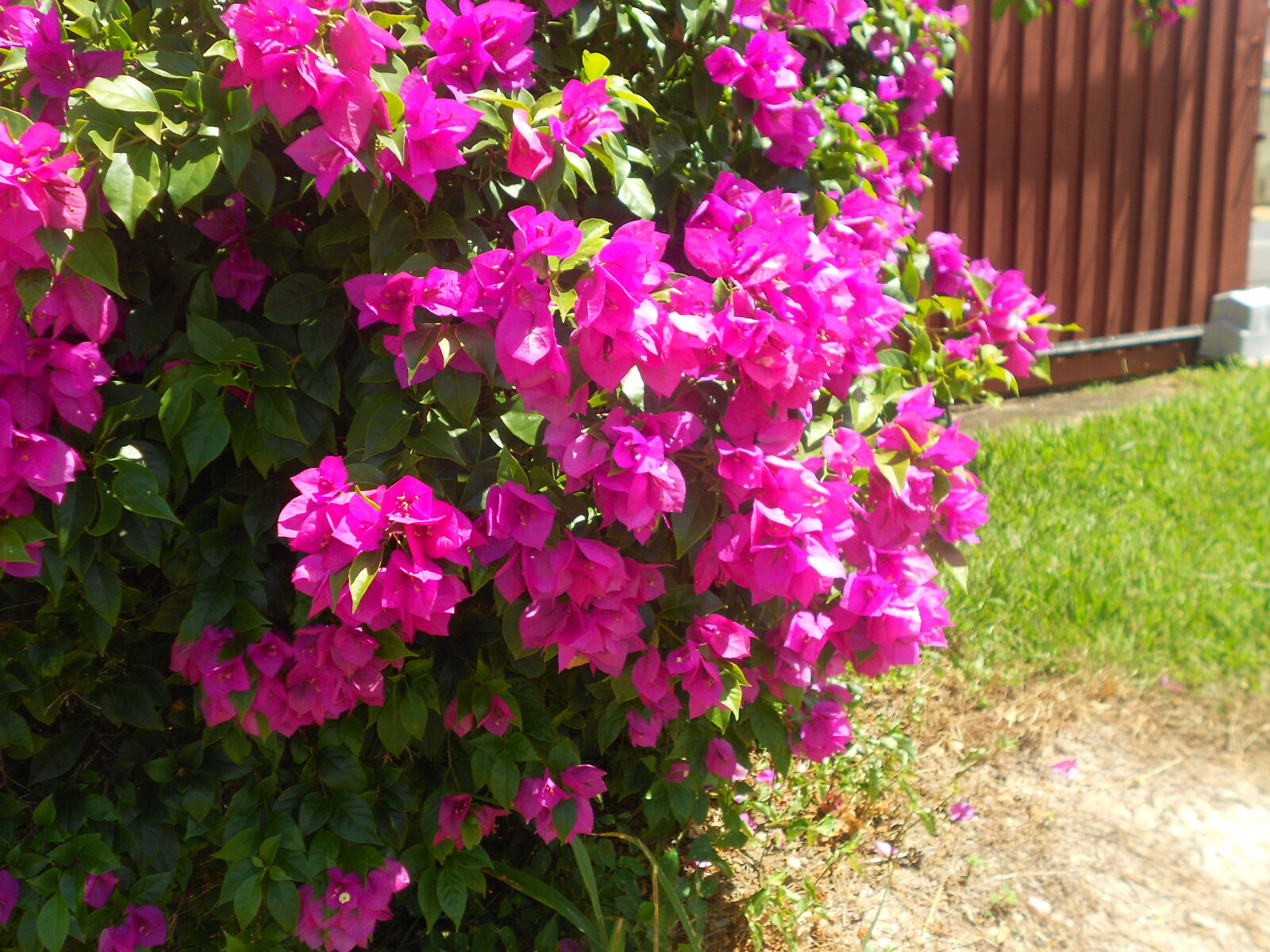Nikon COOLPIX S2600 sample photo
