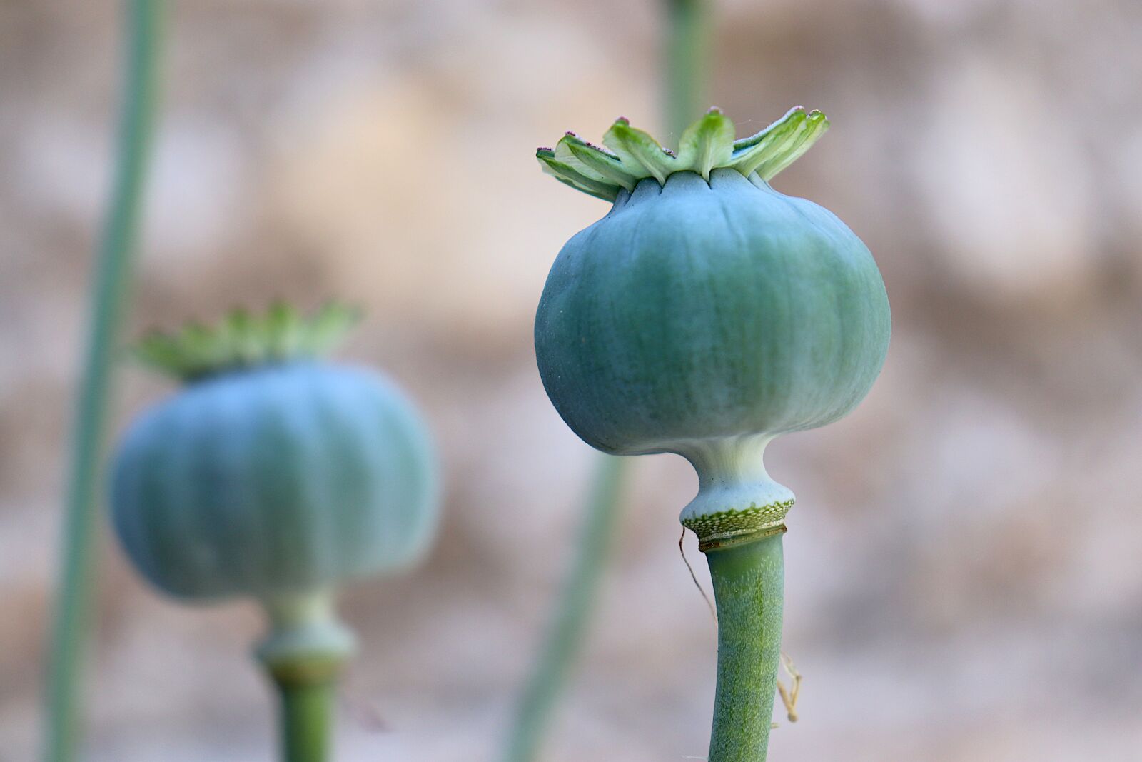 Canon EOS 800D (EOS Rebel T7i / EOS Kiss X9i) sample photo. Poppy, fruit of the photography