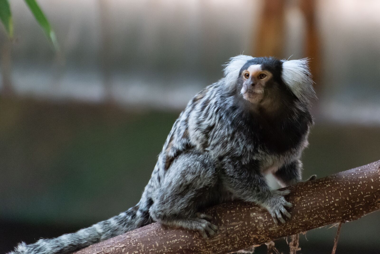 Nikon D750 sample photo. Monkey, little monkey, zoo photography