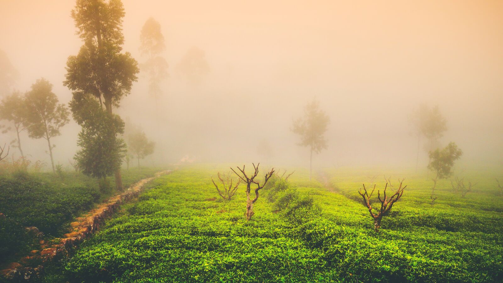 Canon EOS 750D (EOS Rebel T6i / EOS Kiss X8i) sample photo. Tea, mist, landscape photography