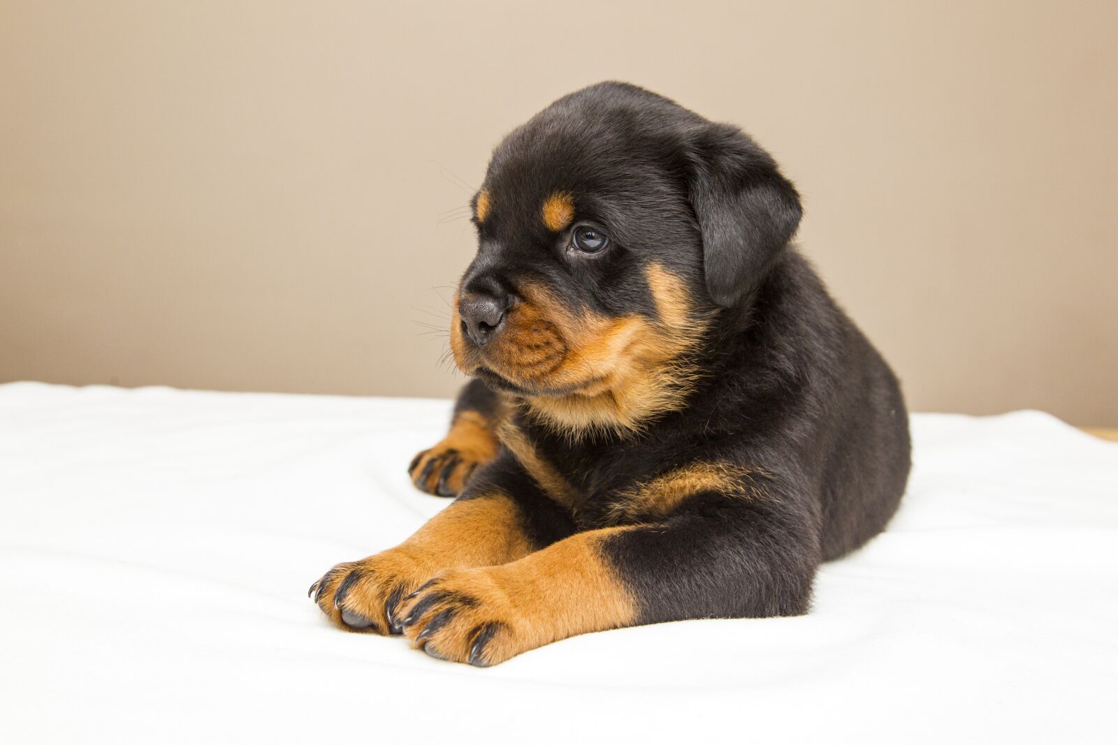 Canon EF 24-105mm F4L IS USM sample photo. Rottweiler, puppy, sweet photography