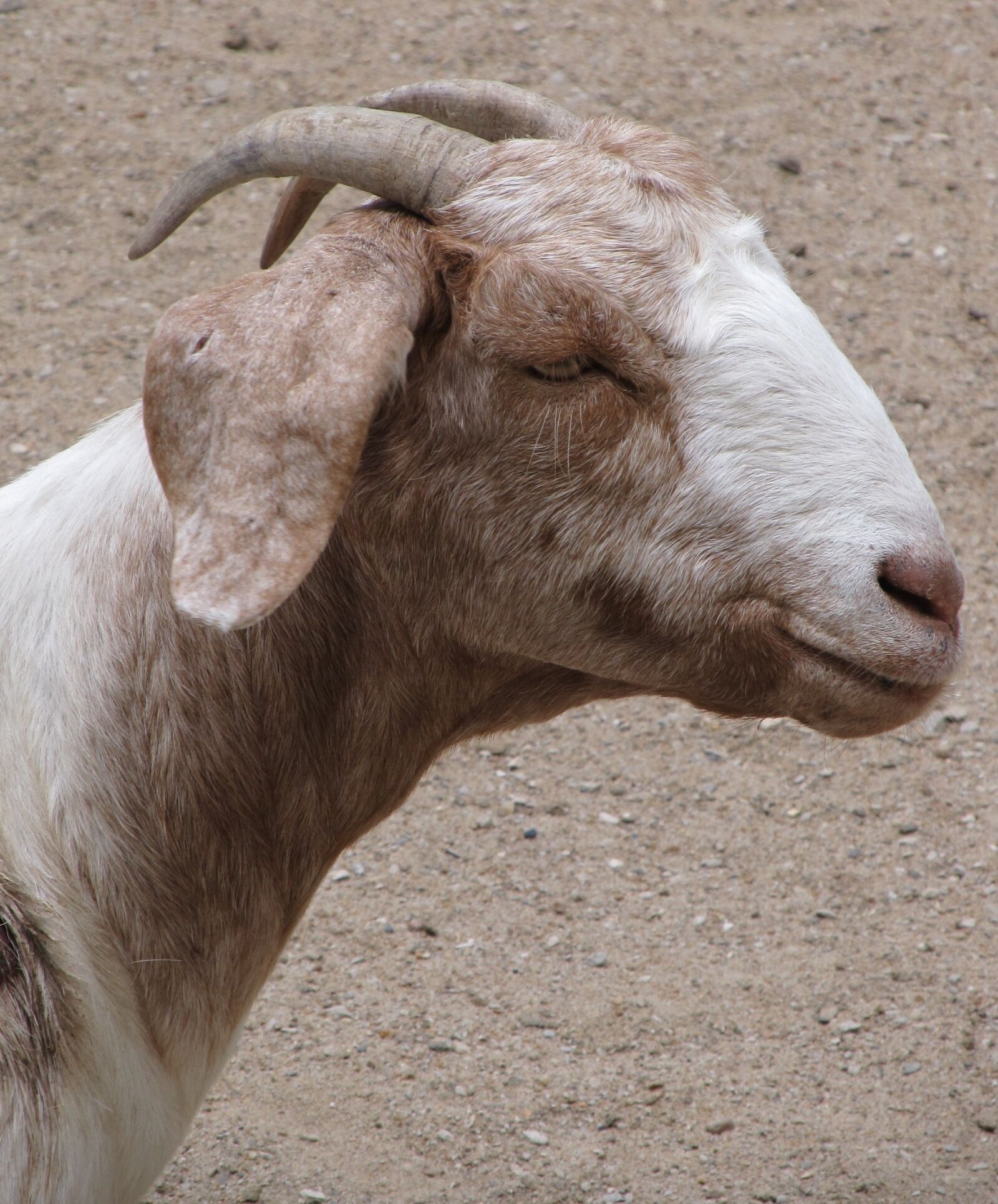 Canon PowerShot SX130 IS sample photo. Billy goat, domestic, pet photography