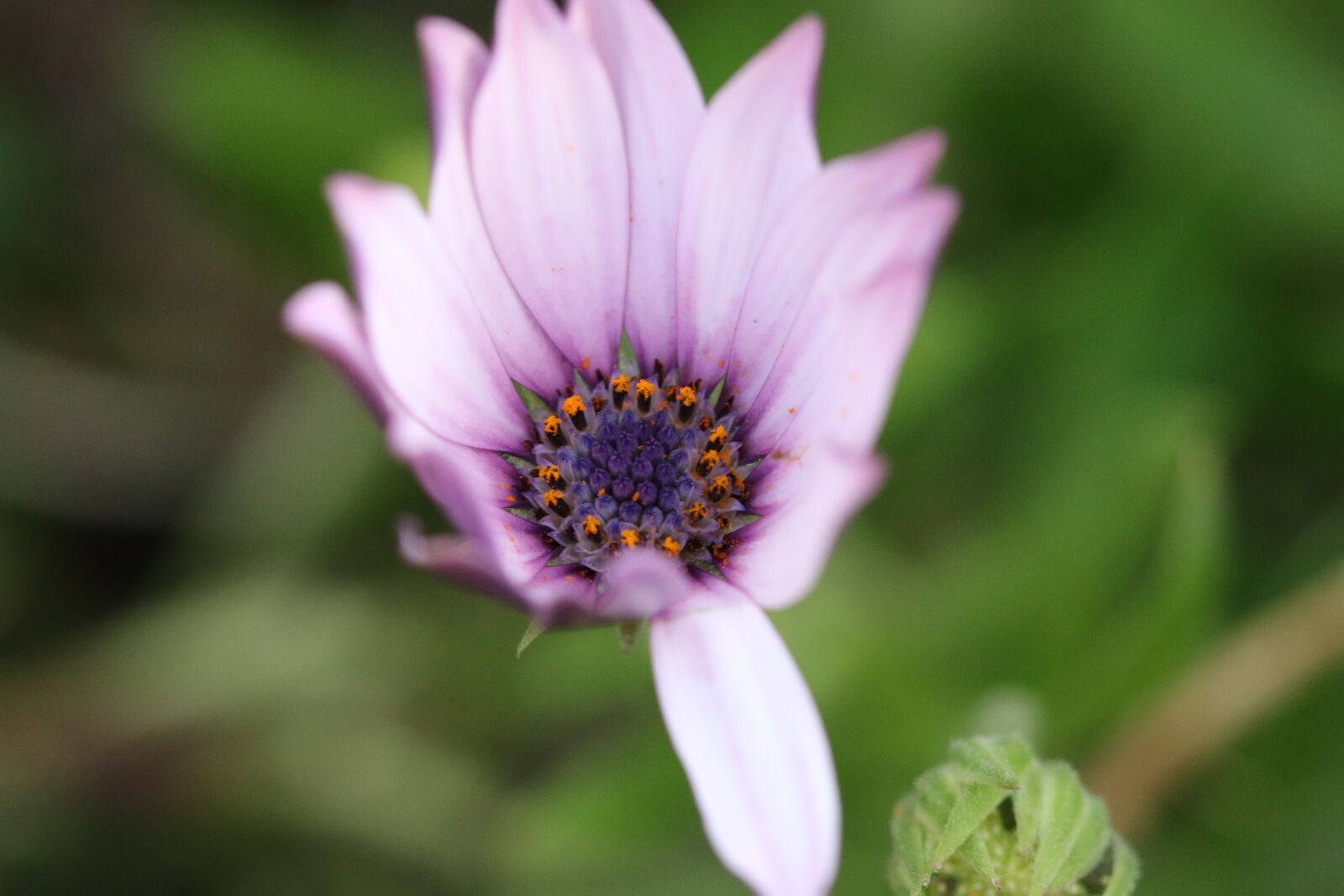 Canon EOS 70D + Canon EF 100mm F2.8 Macro USM sample photo. Pink, purple, flower photography