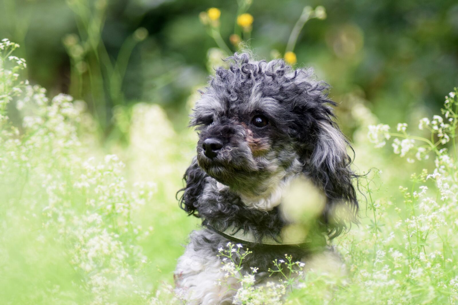Nikon D3300 sample photo. Miniature poodle, dog, poodle photography