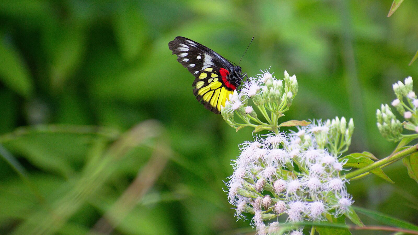 Nikon D5300 sample photo. Butterfly, nature, flower photography