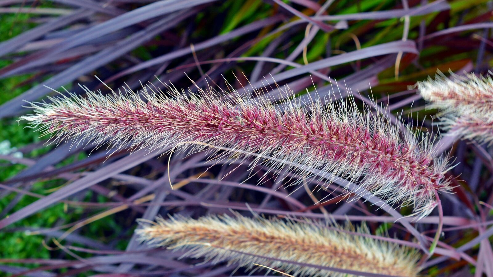 Nikon D5200 sample photo. Flower, plant, nature photography