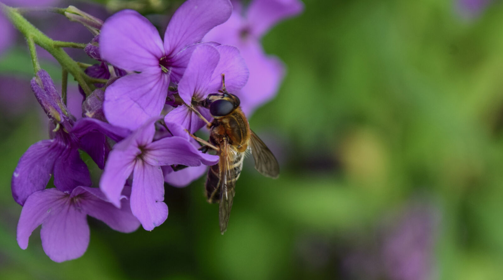 Nikon D5300 sample photo