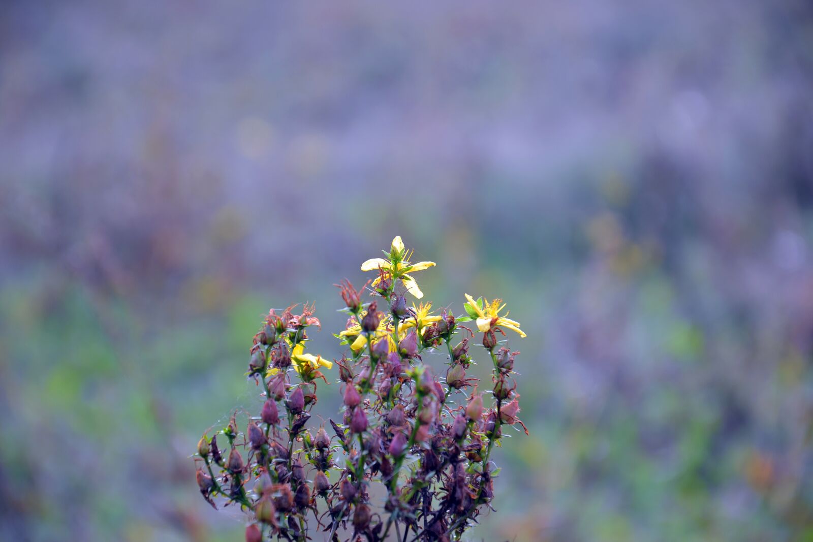 Nikon D3100 sample photo. Plant, hypericum, tutsan photography