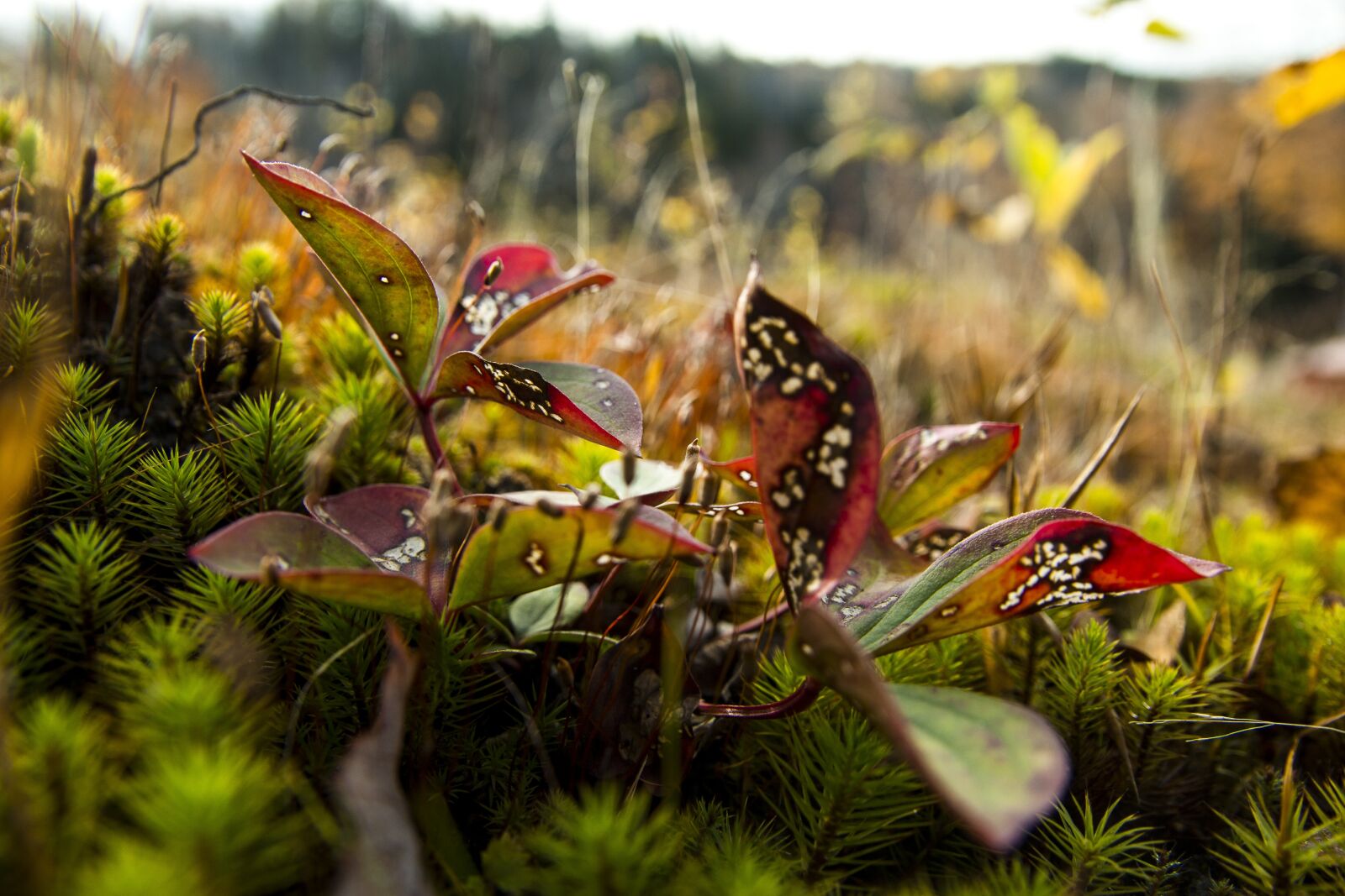 Canon EOS 700D (EOS Rebel T5i / EOS Kiss X7i) sample photo. Forest, foam, green photography