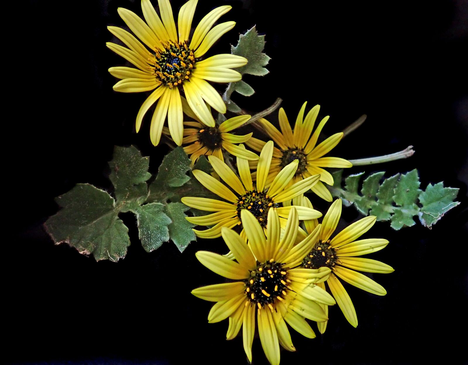Olympus TG-5 sample photo. Flowers, daisies, cape weed photography
