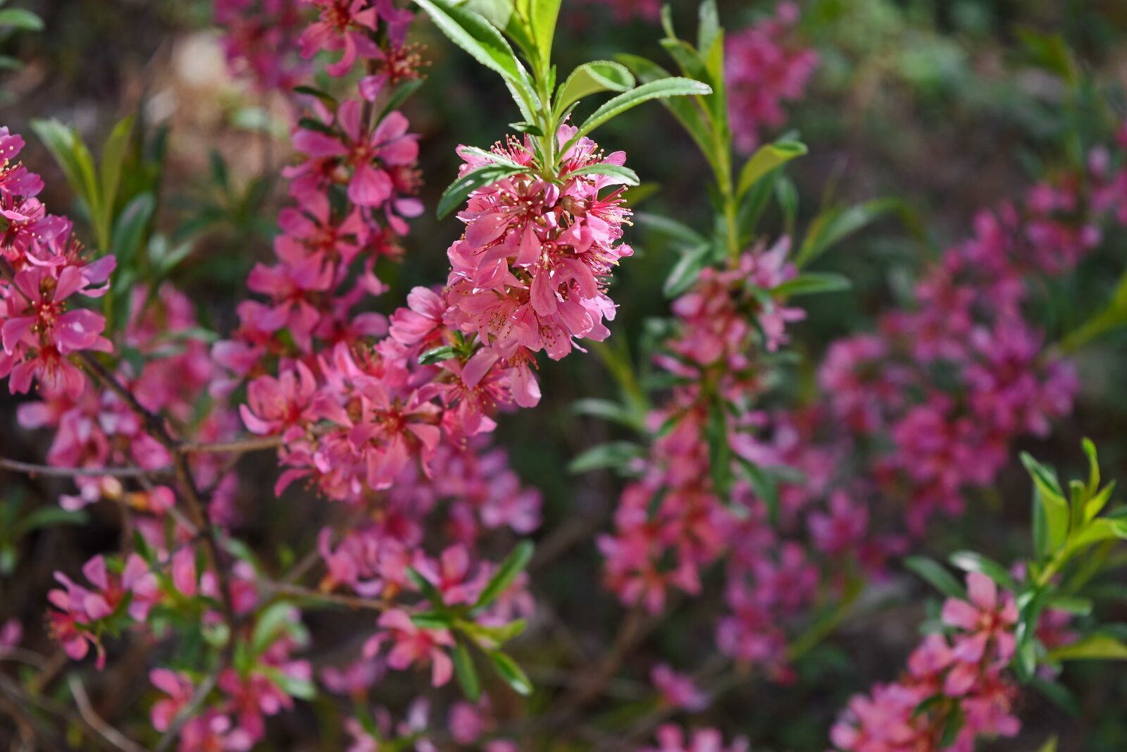 Nikon D5500 sample photo. Pink, nature, plant, petal photography