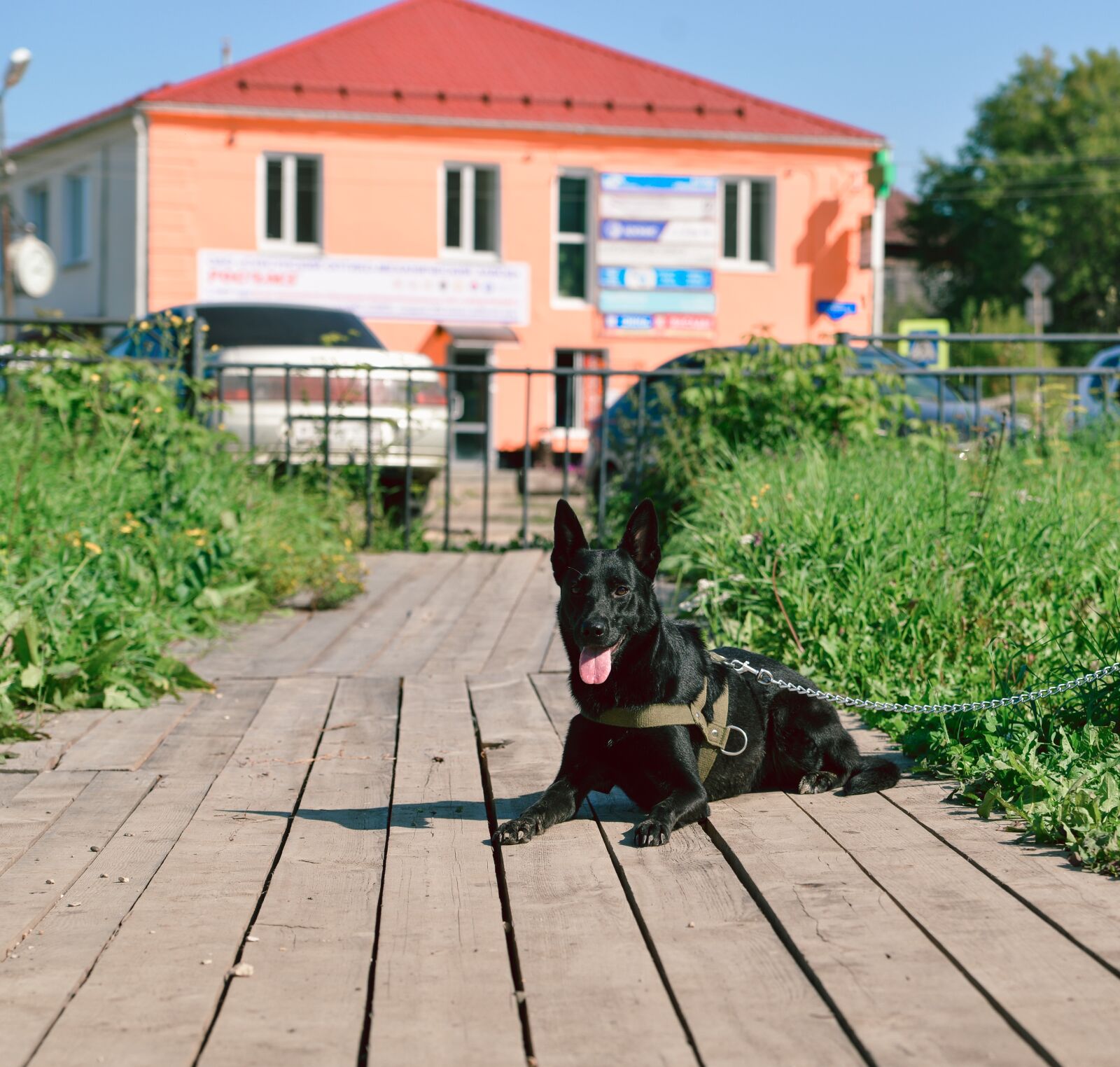Nikon D800 sample photo. Black dog, greens, summer photography