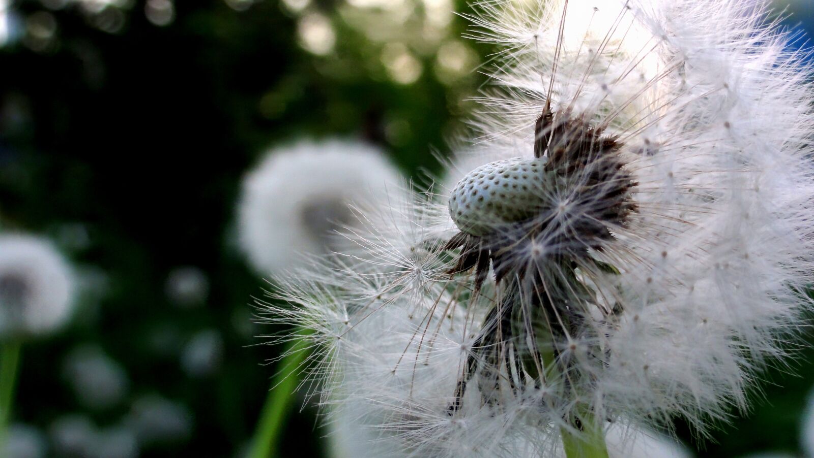 Sony DSC-HX5V sample photo. Dandelion, nuns, sonchus oleraceus photography
