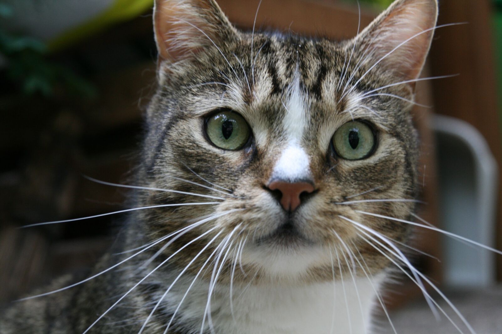 Canon EOS 400D (EOS Digital Rebel XTi / EOS Kiss Digital X) sample photo. Cat, whiskers, pet photography