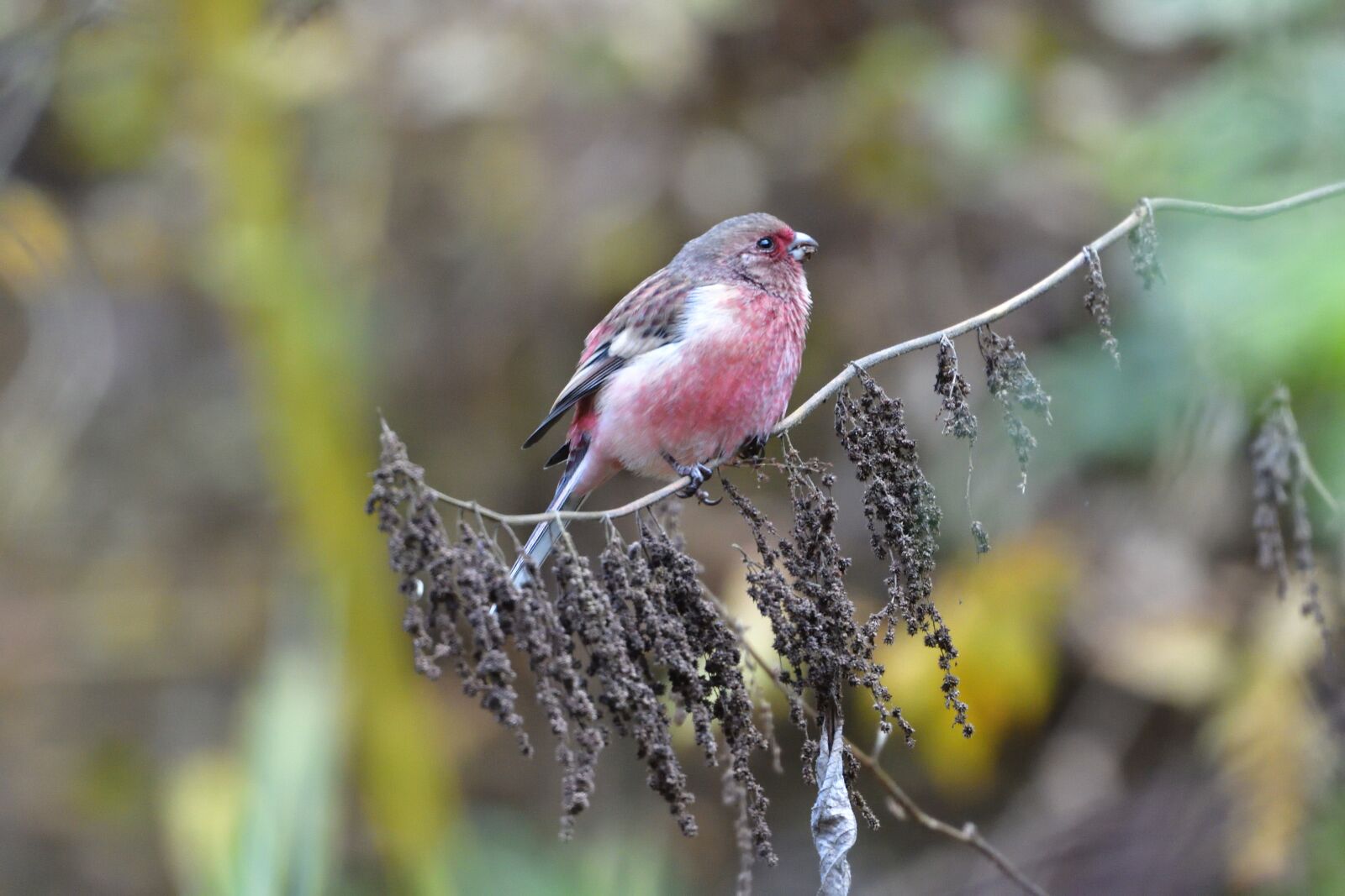 Nikon D500 sample photo. Wild animals, bird, natural photography