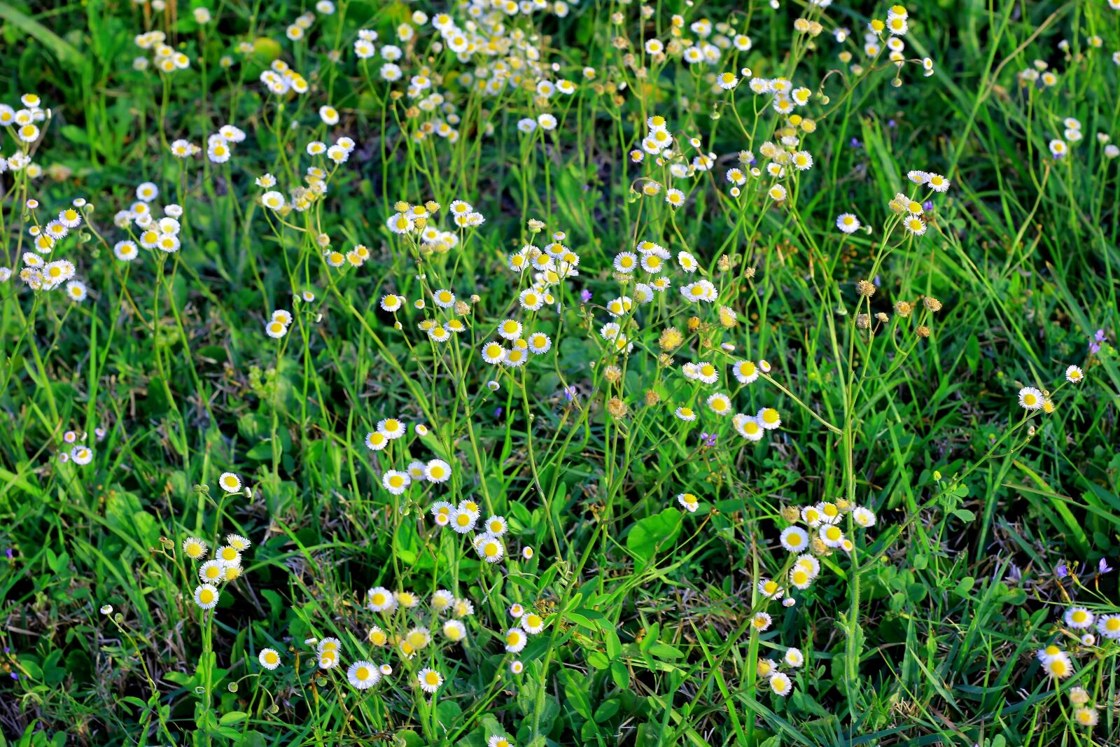 Canon EOS 60D + Canon EF 50mm F1.8 II sample photo. Bloom, blossom, flora photography