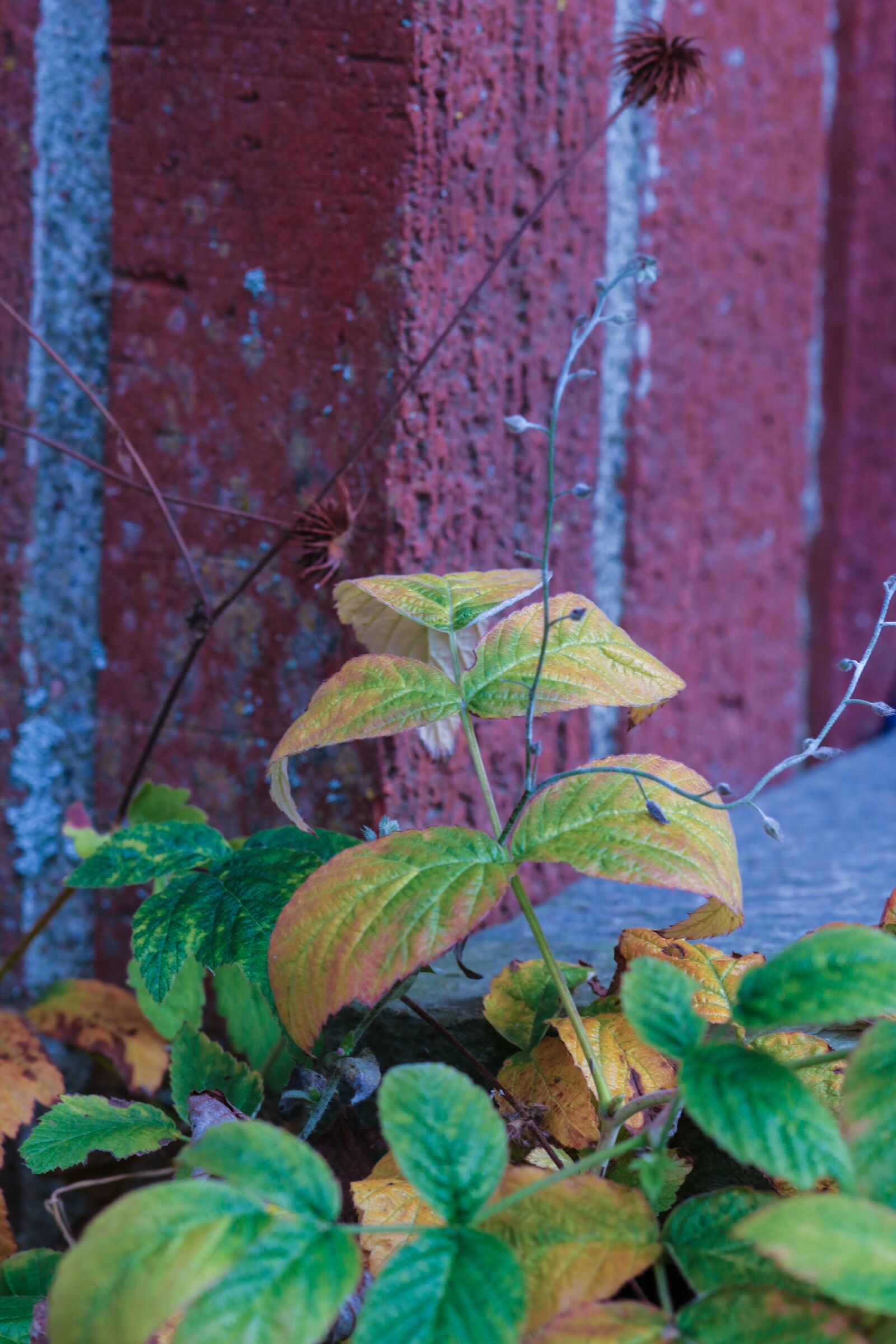 Canon EOS 7D Mark II sample photo. Plant, leaf, autumn photography