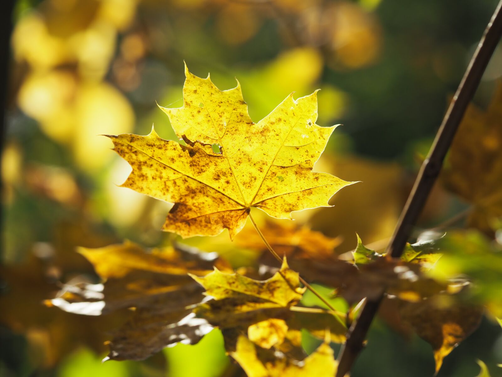 Olympus OM-D E-M10 III sample photo. Autumn, leaf, maple photography