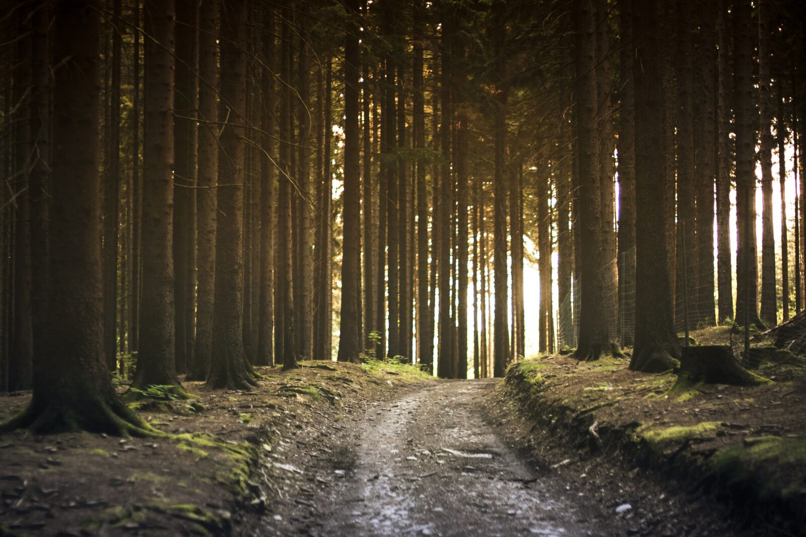 Nikon D5200 sample photo. Dirt road, forest, landscape photography