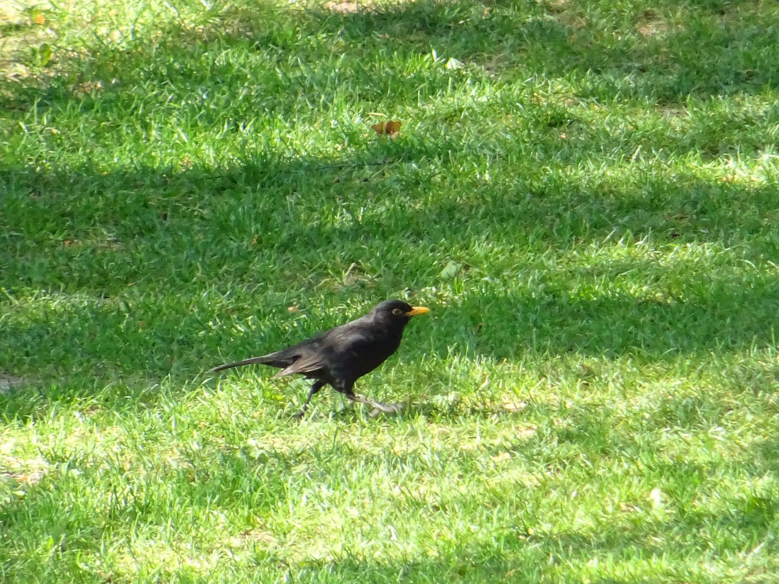 Sony DSC-HX60 sample photo. Blackbird, bird, nature photography