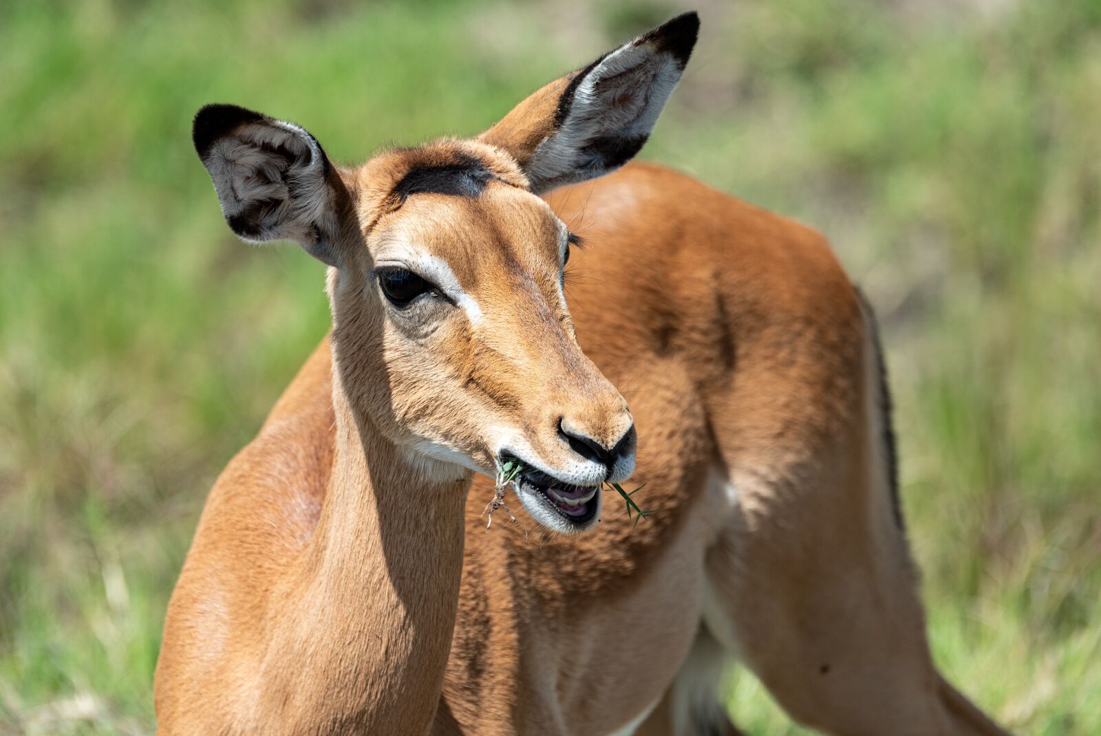 Nikon D750 sample photo. Africa, gazelle, safari photography