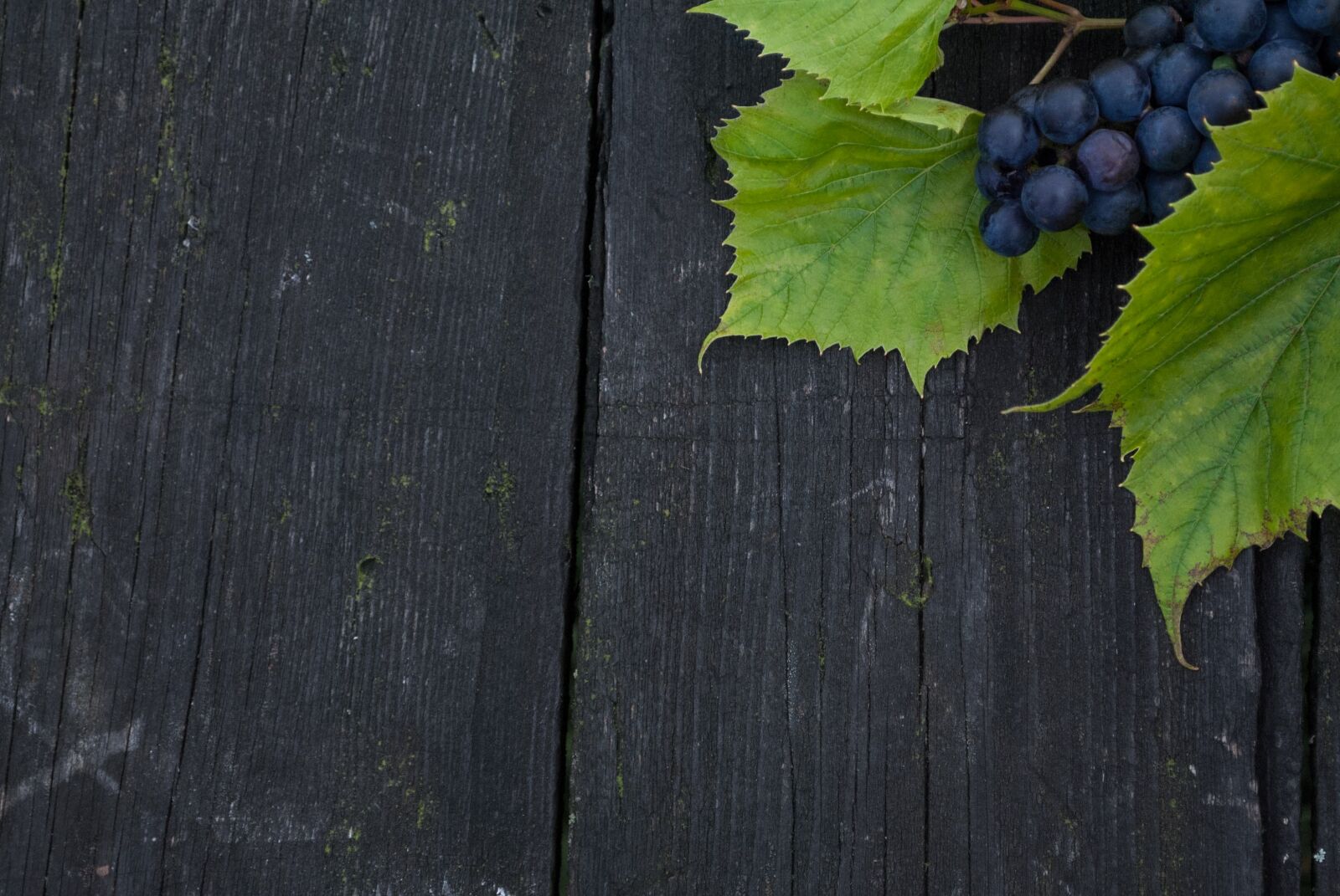 Nikon D3000 sample photo. Autumn, background, black photography