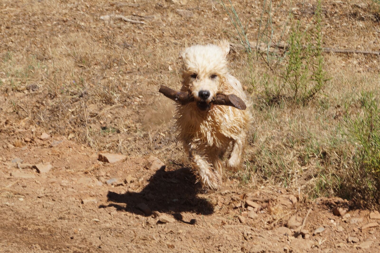 Sony DT 18-55mm F3.5-5.6 SAM II sample photo. Dog, stick, play photography