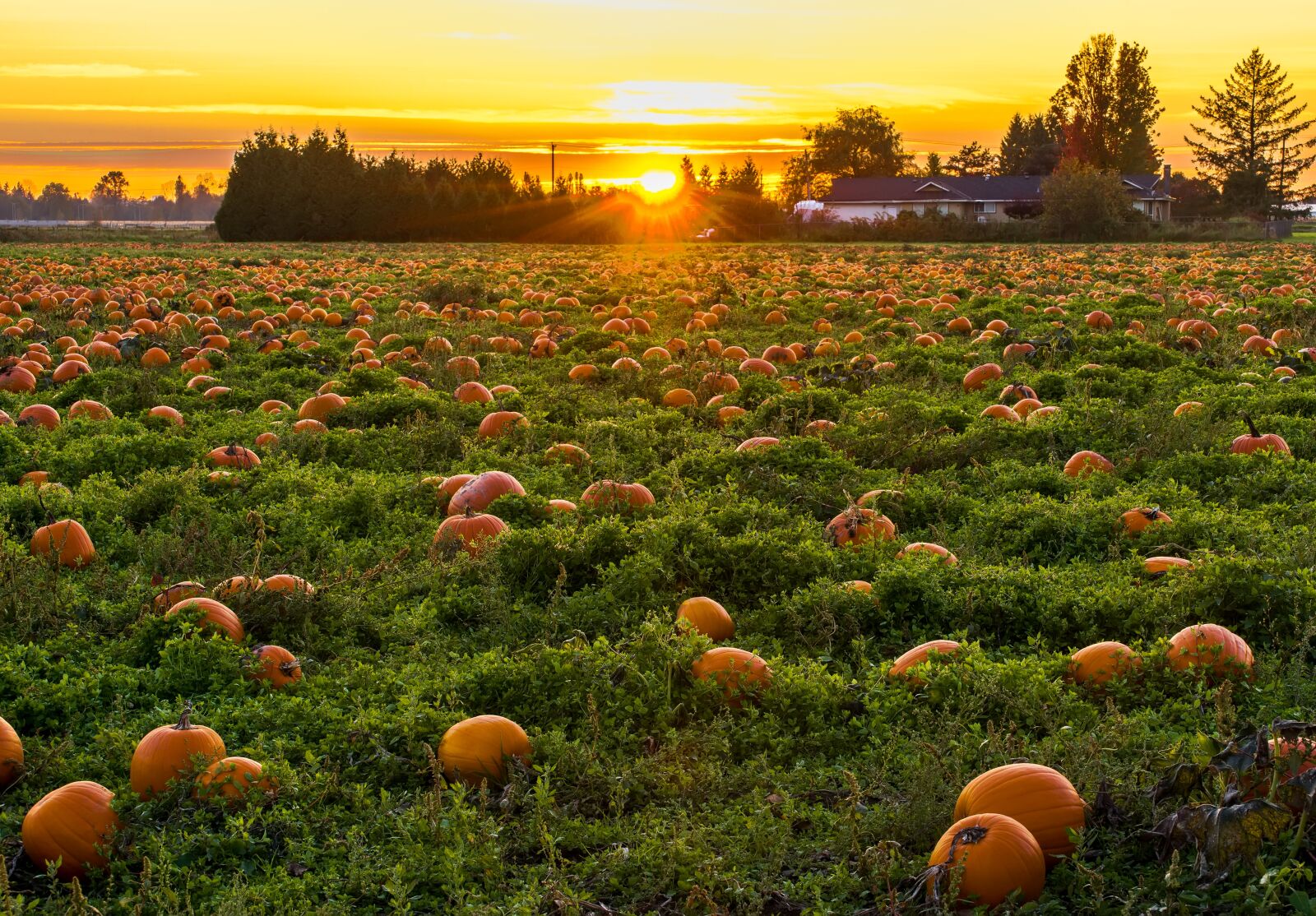 Nikon D600 sample photo. Agriculture, autumn, british columbia photography