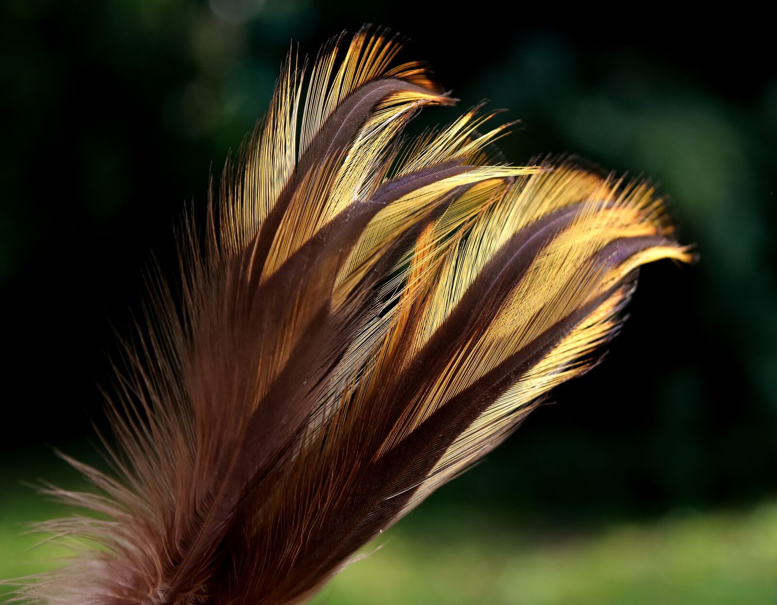 Nikon D7200 sample photo. Feather, bird, nature photography