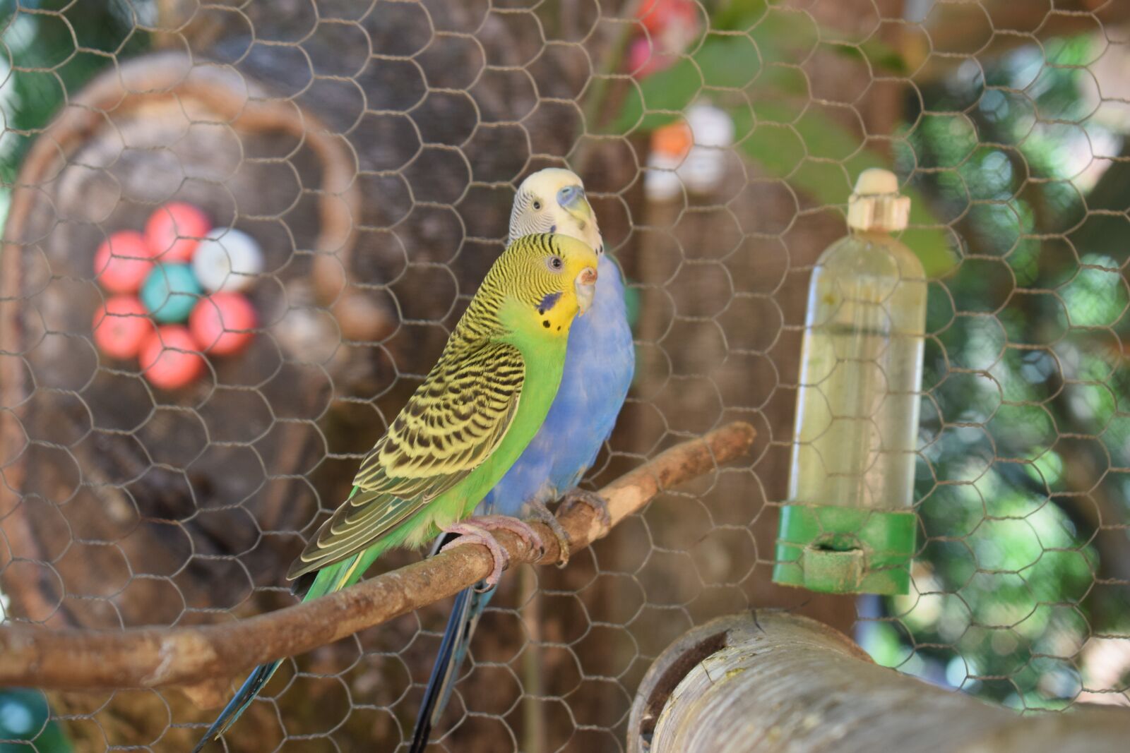 Nikon D5300 sample photo. Parakeet, bird, parakeet green photography