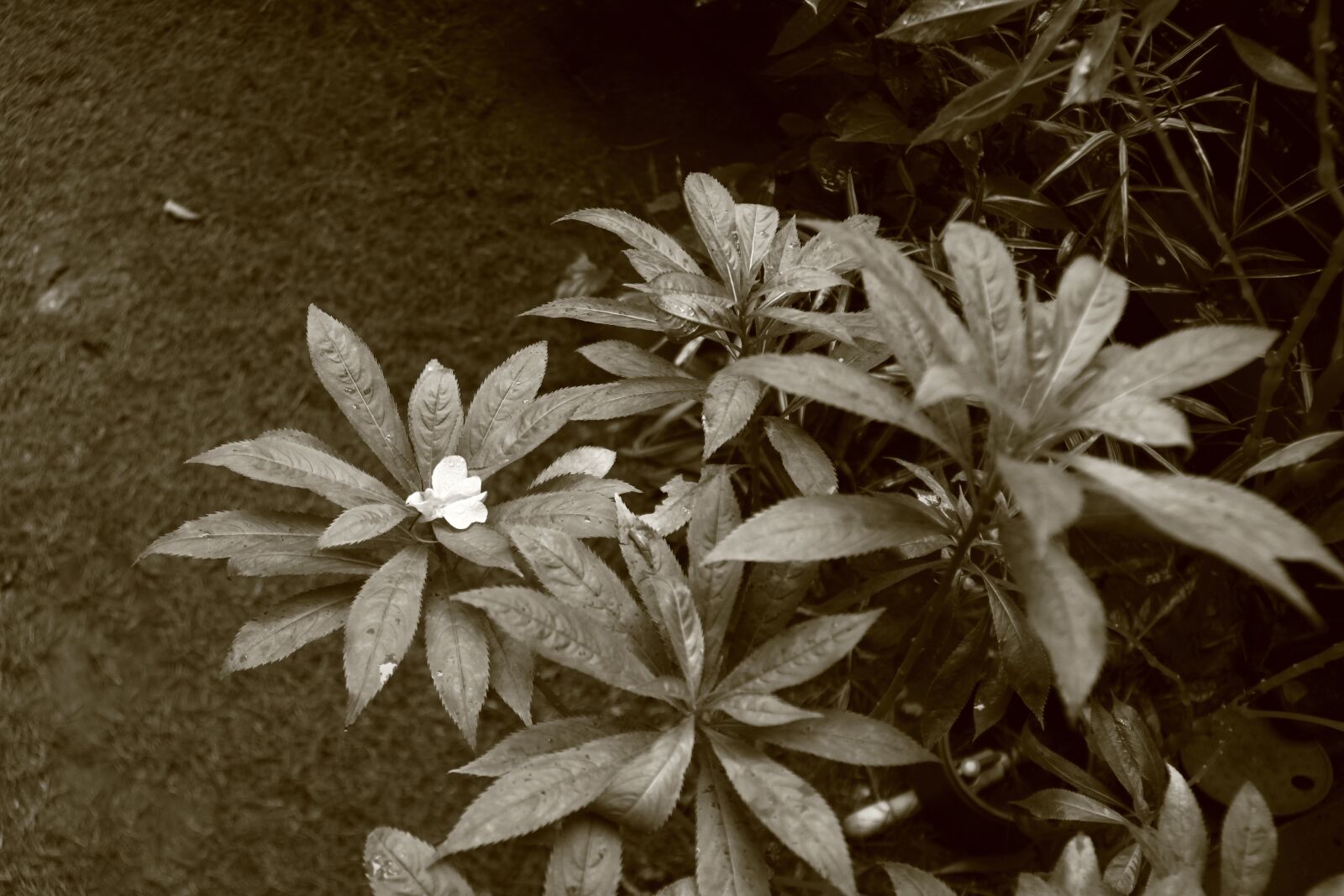 Canon EOS 500D (EOS Rebel T1i / EOS Kiss X3) sample photo. Plant, garden, monochrome photography