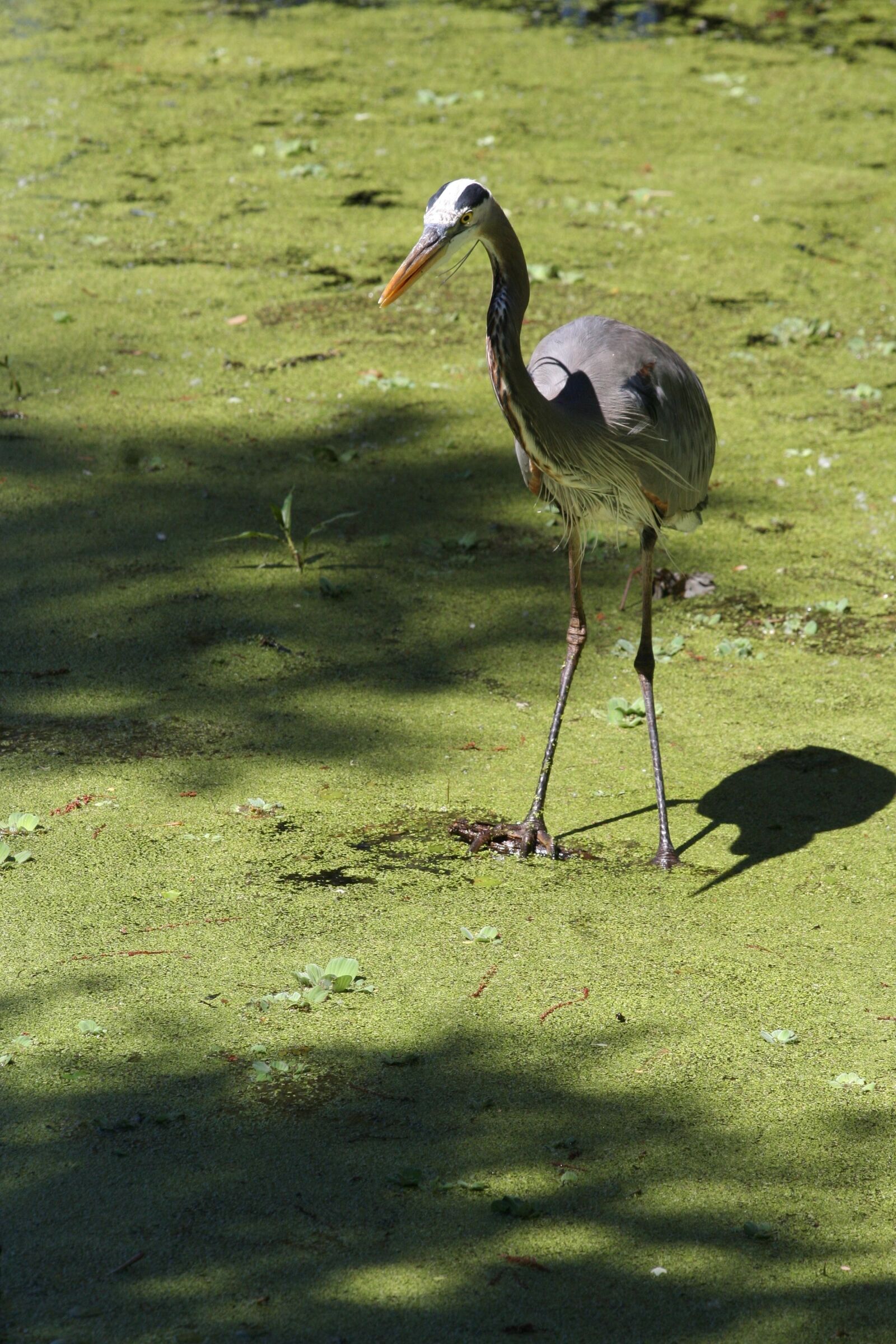 Canon EOS 350D (EOS Digital Rebel XT / EOS Kiss Digital N) sample photo. Bird, white, swamp photography