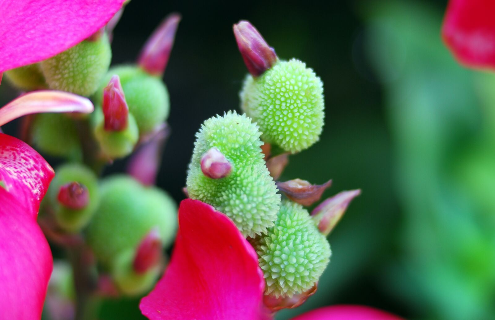 Nikon D80 sample photo. Nature, flower, plant photography