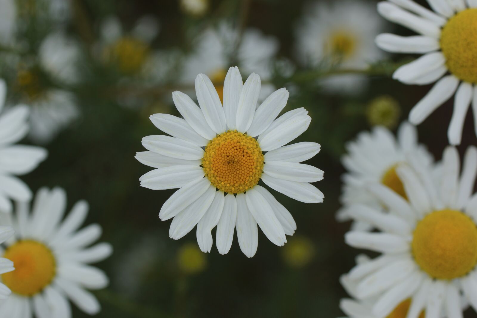 Sony SLT-A65 (SLT-A65V) sample photo. Daisy, white, yellow photography