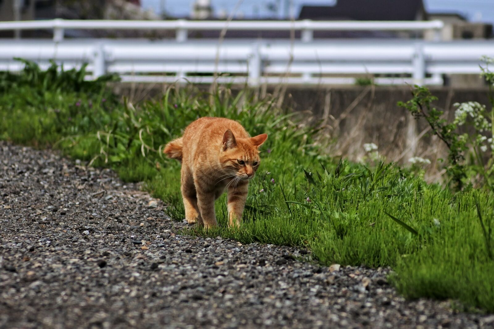 Nikon 1 J5 + VR 55-200mm f/4-5.6G sample photo. Animal, cat, walk photography