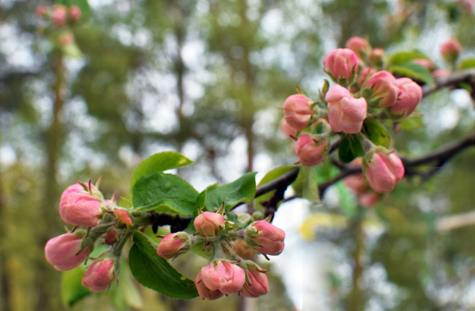 Nikon D5300 sample photo. Apple blossom, buds, twig photography