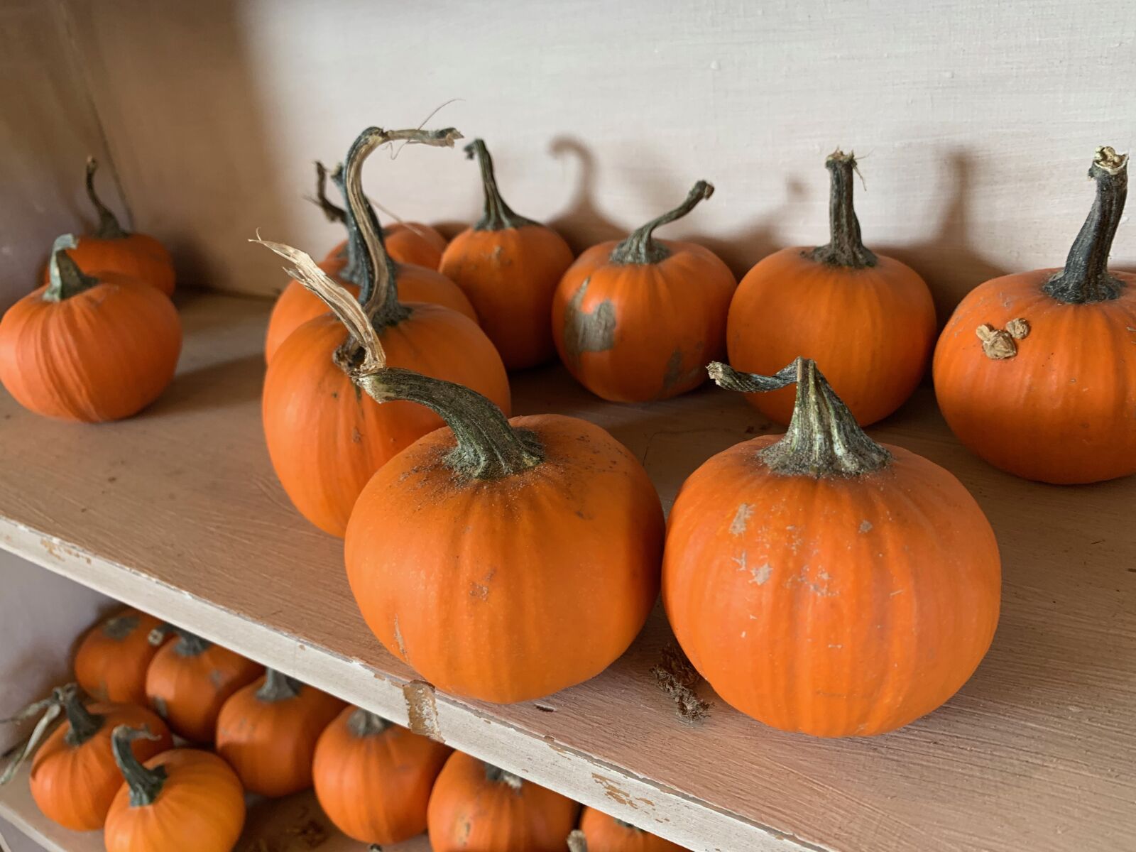 Apple iPhone XS Max + iPhone XS Max back dual camera 4.25mm f/1.8 sample photo. Pumpkin, pumpkins, fall photography