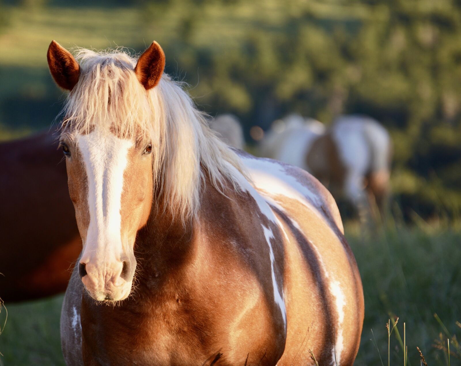 Nikon D600 sample photo. Horse, sanctuary, mare photography